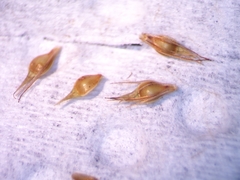 Low Beakrush (Rhynchospora capitellata)