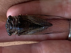 Cryptotympana gracilis