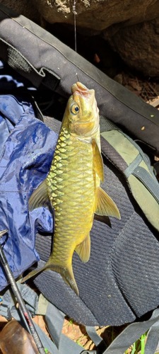 Pangani barb (Labeobarbus oxyrhynchus) — Cyprinidae