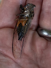 Cryptotympana gracilis