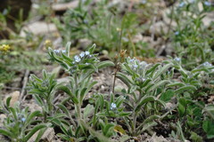 Rochelia retorta