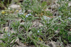 Rochelia retorta