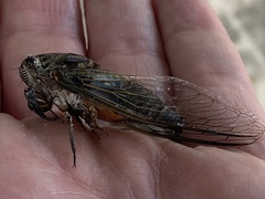 Cryptotympana gracilis