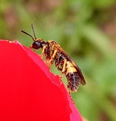 Tenthredo frauenfeldii