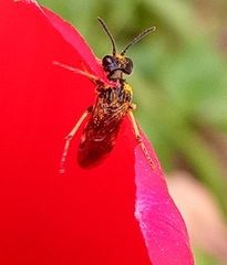 Tenthredo frauenfeldii