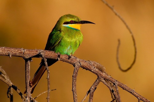 Swallow-tailed Bee-eater