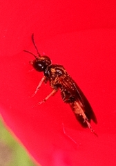 Tenthredo frauenfeldii