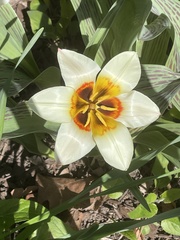 Tulipa greigii
