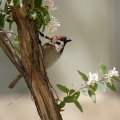 Passer montanus