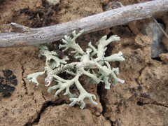 Xanthoparmelia camtschadalis