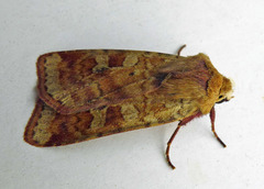 Diarsia mendica