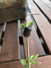 Rhaphigaster nebulosa