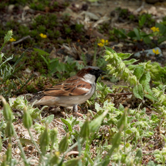 Passer domesticus