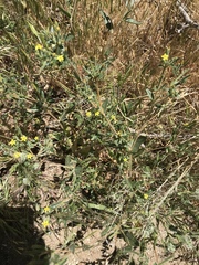 Mentzelia montana