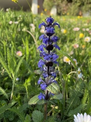 Ajuga reptans