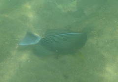 Acanthurus xanthopterus