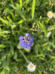 Ajuga reptans