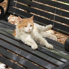 Felis catus