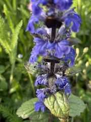 Ajuga reptans