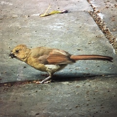 Cardinalis