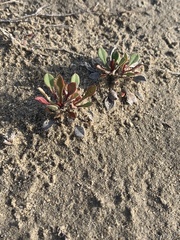 Limonium girardianum