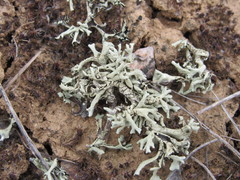 Xanthoparmelia camtschadalis