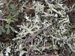 Xanthoparmelia camtschadalis