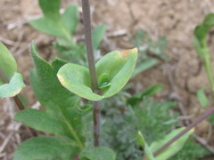 Cerastium perfoliatum