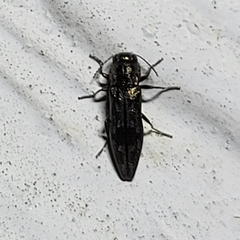 Agrilus lecontei celticola