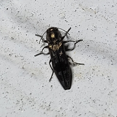 Agrilus lecontei celticola