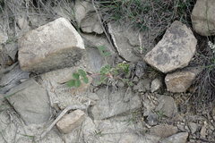 Hedysarum candidum