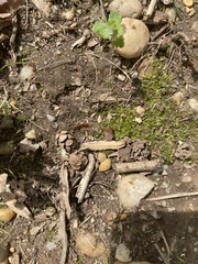Lytta aenea