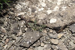 Astragalus oxyglottis