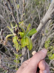 Salix cinerea