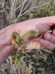 Salix cinerea