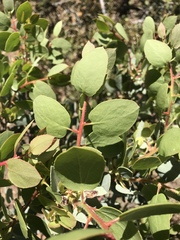 Arctostaphylos viscida mariposa