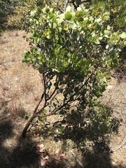 Arctostaphylos viscida mariposa