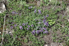Astragalus suprapilosus