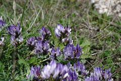 Astragalus suprapilosus