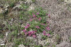 Astragalus suprapilosus