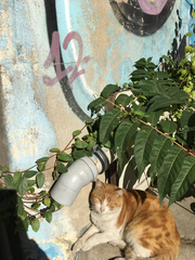 Felis catus