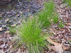 Carex atlantica atlantica