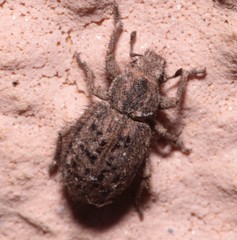 Cycloderes pilosulus