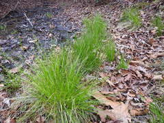 Carex atlantica atlantica