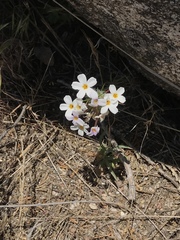 Leptosiphon montanus