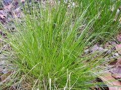 Carex atlantica atlantica