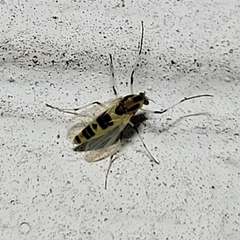 Cricotopus sylvestris