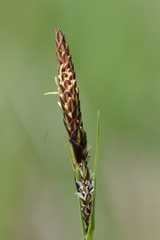 Carex panicea