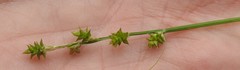 Carex atlantica atlantica