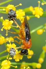 Sterictiphora angelicae